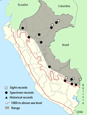 slender-billed xenops