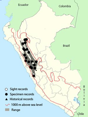 baron's spinetail