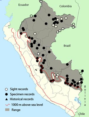 buff-throated foliage-gleaner