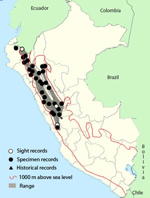 line-cheeked_spinetail
