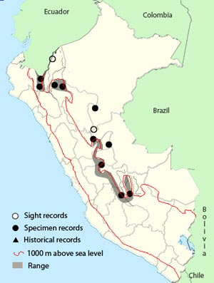 lineated foliage-gleaner