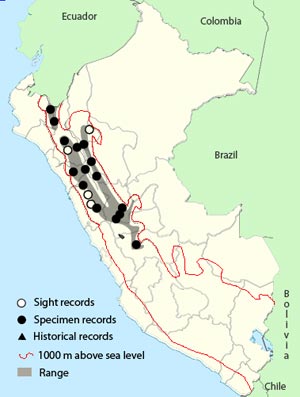 many-striped canastero