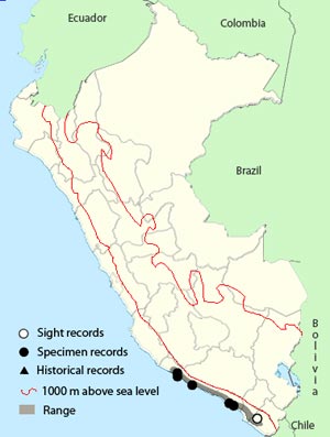 plain-mantle tit-spinetail