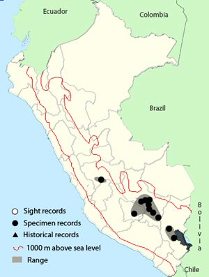 streak-fronted thornbird
