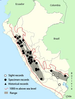 streak-throated canastero