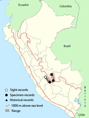 vilcabamba_thistletail