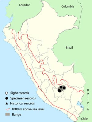 white-browed_tit-spinetail