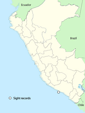 broad-billed prion