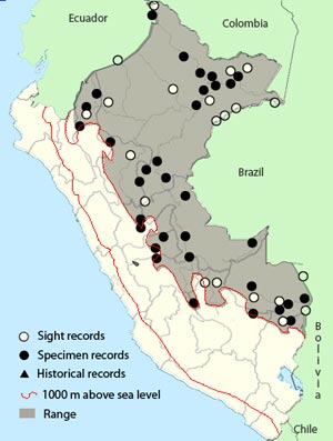 fasciated antshrike