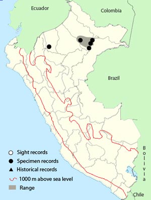 allpahuayo antbird