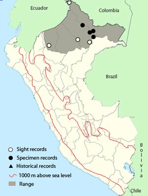 black-chinned antbird