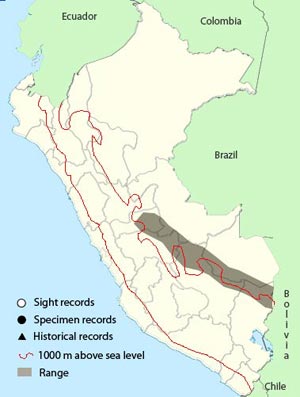 brownish-headed antbird