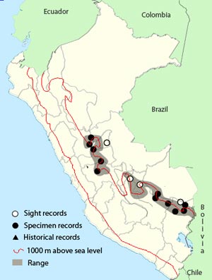 chestnut-backed antshrike