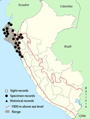 collared-antshrike