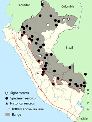 dusky-throated antshrike