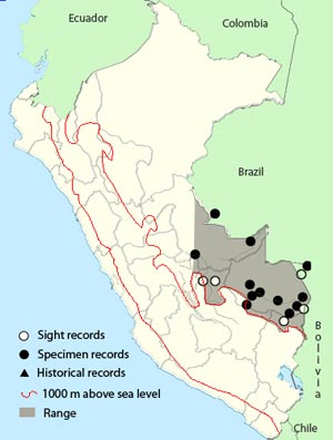 goeldi's antbird