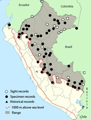 great-antshrike