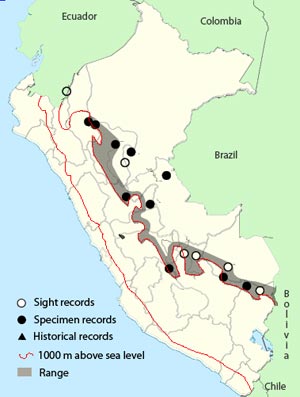 rufous-winged antwren