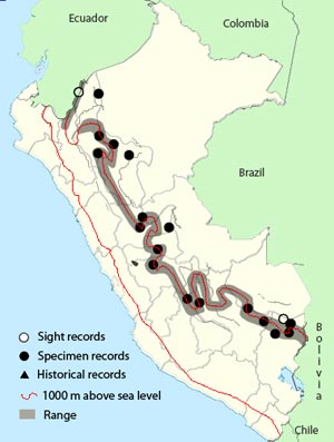 russet antshrike