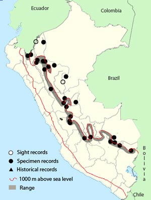 slaty antwren
