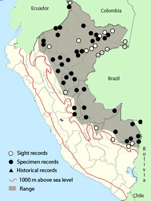 spot-winged antshrike