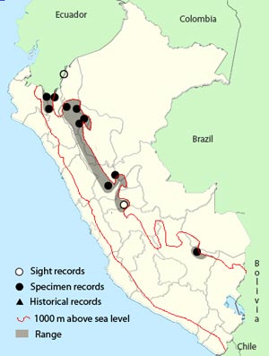 uniform antshrike
