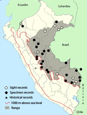 white-shouldered antshrike