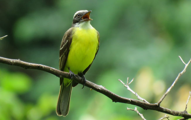 social flycatcher