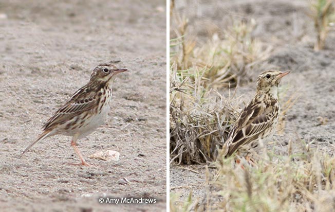 cachirla amrillenta_lomas de lachay