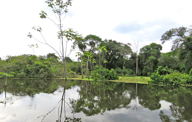 Bosques igapo-Inundados de la Amazonia