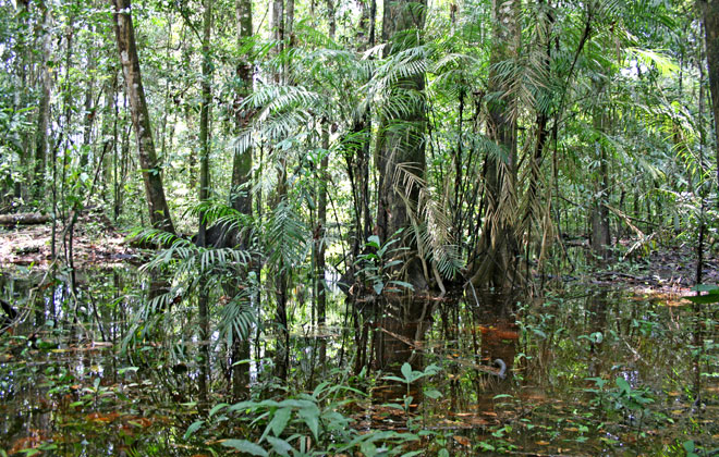 bosque inundado