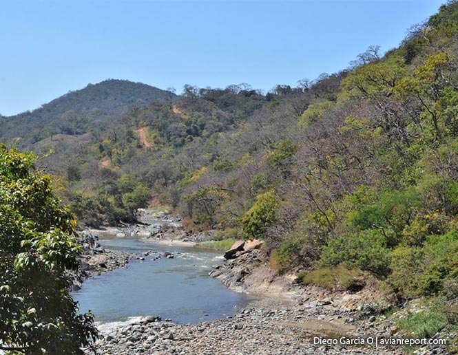 bosque seco_Piura