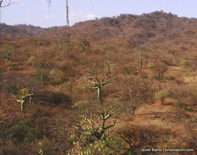 seco_bosque tropical caducifolio