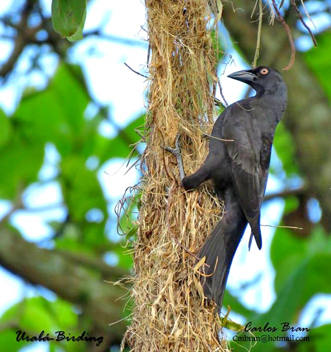 cowbird_parasitismo en aves