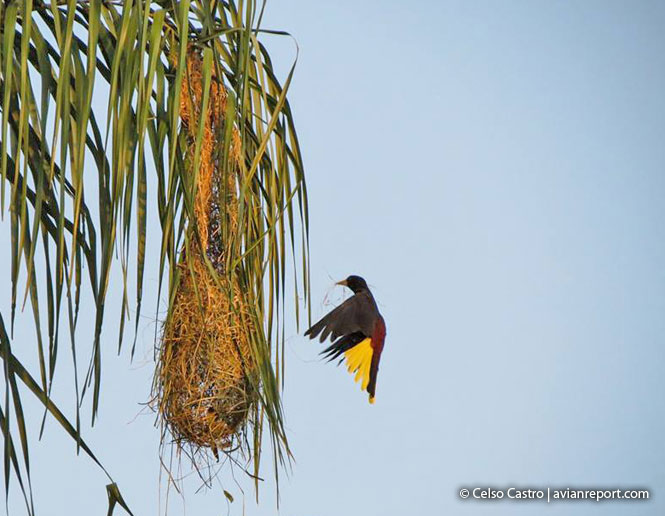 nido_reproducción en las aves 