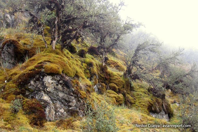 malaga_bosques de polylepis