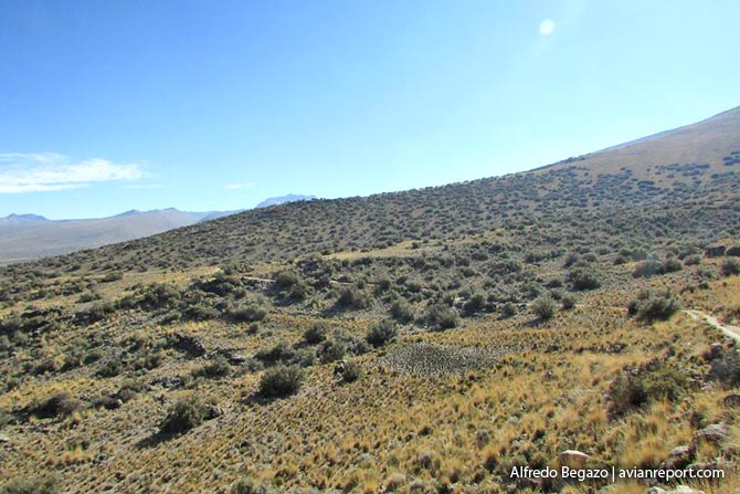 scrub_bosques de polylepis