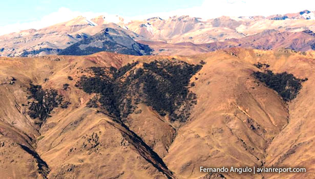 vista_bosques de polylepis