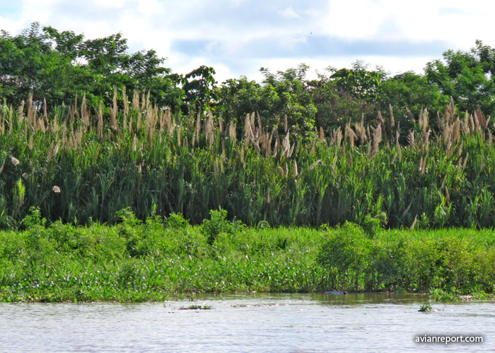 bosque fluvial amazonico