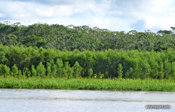 tres etapas sucesionales de bosque fluvial amazonico