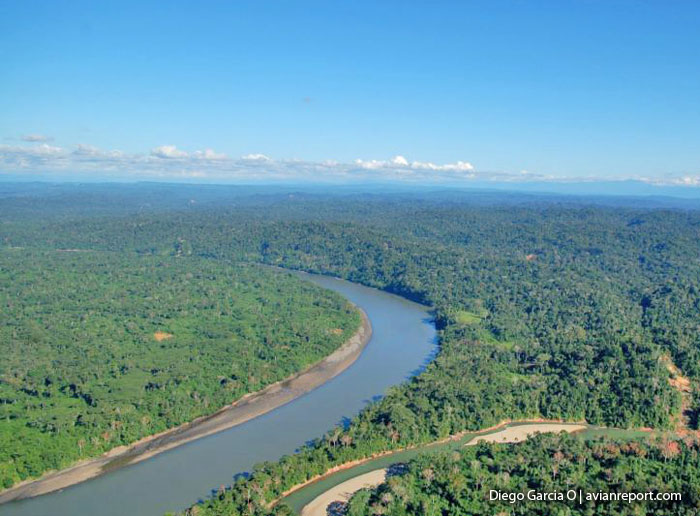 banco de arena - Bosque de la orilla e isla fluvial