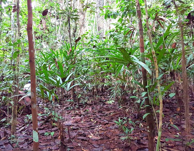 bosque de arena blanca