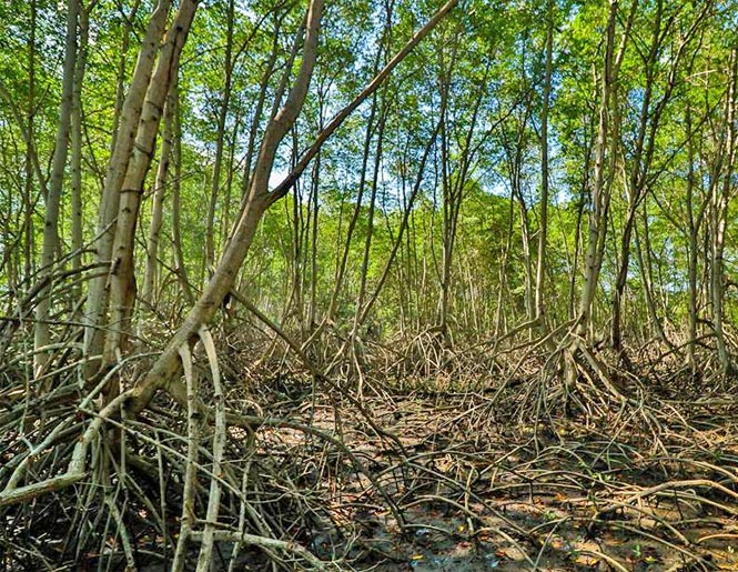 bosque de mangle