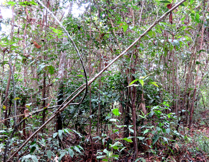 bosque secundario