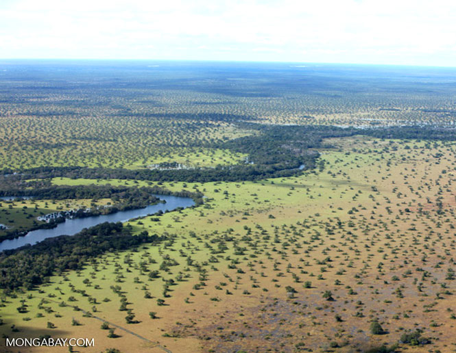 bosque de galería
