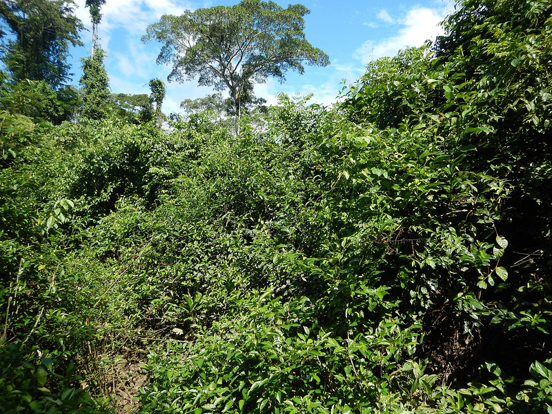 bosque secundario