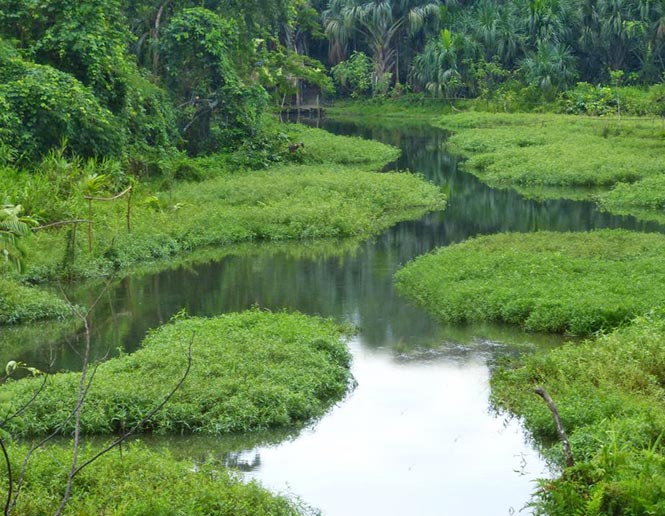 marismas de agua dulce