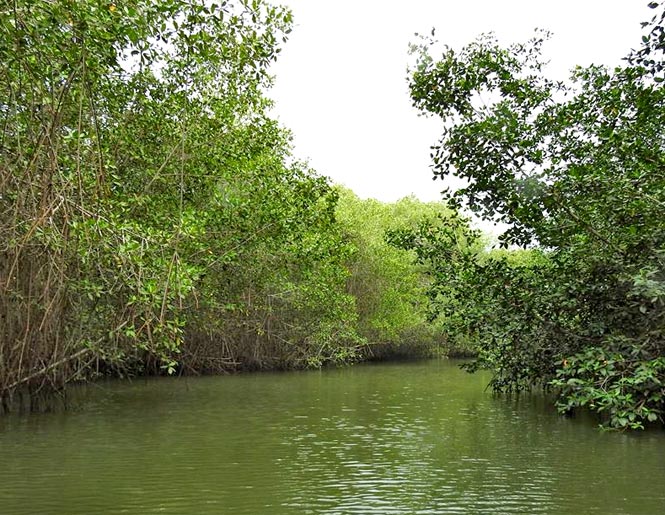 bosque de manglar