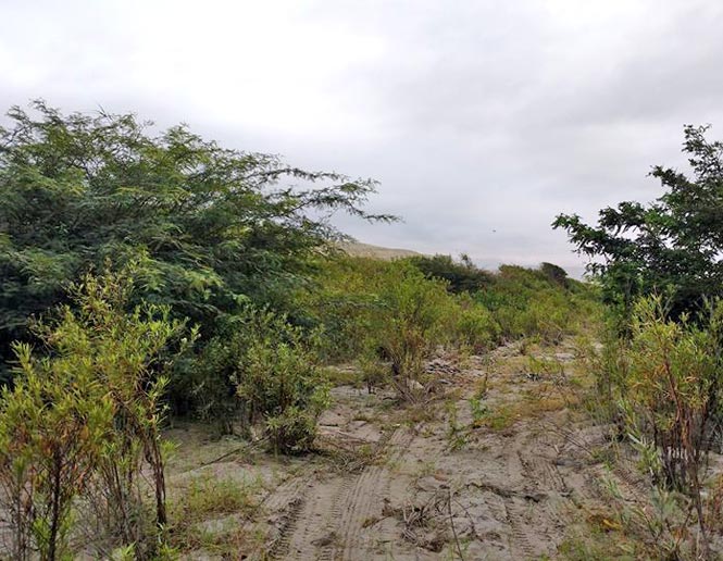 matorral ribereño