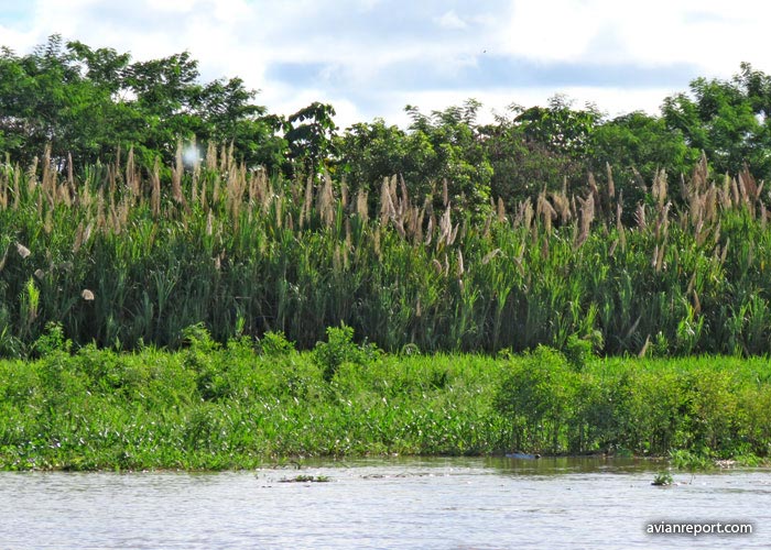 matorral de isla de ríos